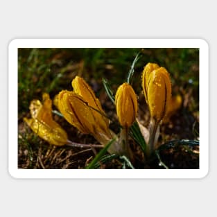 Crocuses Sticker